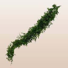 Image result for Smilax