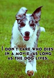 Baby Animal Vids On Twitter Funny Animals I Love Dogs Cute Animals