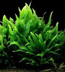 1 Java Fern Plant Live Aquarium Plants Free S H Easy Low Etsy In 2021 Live Aquarium Plants Freshwater Aquarium Plants Planted Aquarium