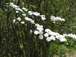 Image result for Spiraea prunifolia