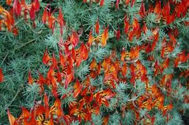 Image result for Lotus berthelotii