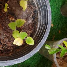 Image result for Physalis lagascae