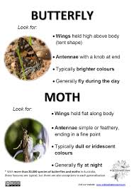 Insect pest damage has been shown to be more harmful in monocultures than in diverse stands of vegetation12,13. Identification Tips Wild Pollinator Count