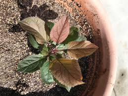 Apple tree leaves curled and wrinkled from aphid damage. Why Are The Leaves On My Apple Tree Turning Deep Red Brown Can I Fix This Gardening