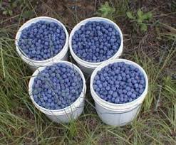 Choosing The Best Blueberry Varieties For Cross Pollination
