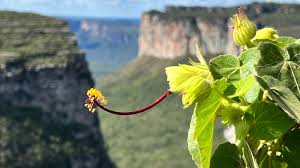 Image result for Pavonia clathrata