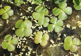 Image result for Marsilea vera