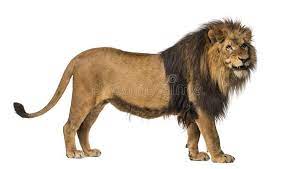 Close Up Of A Lion Roaring Panthera Leo 10 Years Old Isolated On White Sponsored Roaring Panthera Close Lion Leo A Lion Panthera Leo Panthera