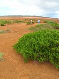 Image result for Dodonaea viscosa