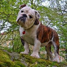 English Bulldog Rescue And Shelter Are The Very Best Breeds In The World Please Don T Breed Or Buy While Shelter An Bulldog Rescue Bulldog English Bulldog