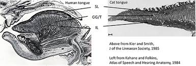 Tongue Muscle Anatomy Architecture And Function Oxford Research Encyclopedia Of Linguistics