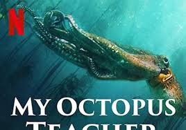 Ver mi maestro pulpo en netflix, y sacar a los pulpos de tu plato al igual que otros animales del mar. Mi Maestro El Pulpo 2020 720p 1080p Latino