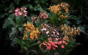 Image result for Habenaria arenaria