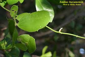 Image result for Smilax