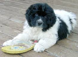 Earn points & unlock badgeslearning, sharing & helping adopt. 35 Black And White Landseer Newfoundland Dog Images