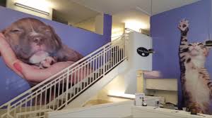 Please share their profiles, because every adoption makes room for another deserving pet. Animal Haven Shelter Marks 50 Years Of Rescue Opens New Nyc Shelter Cbs New York