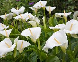 Basilikum richtig pflanzen und pflegenbis zum frühsommer können vorgezogene jungpflanzen oder samen in die gartenerde eingebracht werden. Calla Tipps Zum Pflanzen Und Pflegen Der Zantedeschia Mein Schoner Garten