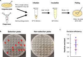 The pIT5 Plasmid Series, an Improved Toolkit for Repeated Genome  Integration in E. coli | ACS Synthetic Biology