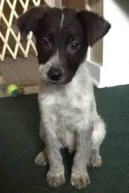 Australian Cattle Dog Lab Mix Lab Dogs Cattle Dog Australian Cattle Dog