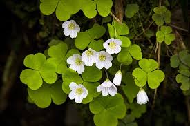 Botanical name oxalis spp family. Wood Sorrel Sour Grass An Edible Medicinal Wild Plant