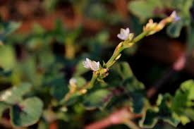 Image result for Oxygonum sinuatum