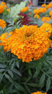 Marigolds By Ceekbee Beautiful Flower Quotes Bee Garden Beautiful Flowers