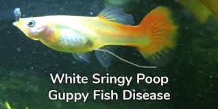 White Stringy Poop In Guppy Fish Is My Guppy Sick