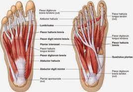 The nerve signals in these reflexes come from stretch receptors located in the joints, ligaments, tendons, and even the muscles themselves. Developing Strength Stability In The Foot Ankle And Lower Leg Mountain Peak Fitness