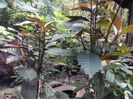 Bio enkap sulasi probio tik ( lactobacillus casei). Bahay Kubo Plants For Medicine Journeys
