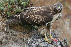 Raptor is a generic term for all birds of prey. What Do Birds Of Prey Eat Raptor And Hawk Diets
