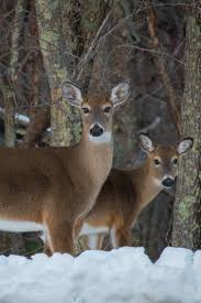 Deer In A Snowy Great Smoky Mountains National Park Tennessee Animals Wild Animals Smoky Mountains Attractions