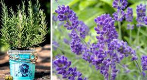 7 plantes qui ?loignent les moustiques. 7 Plantes Anti Moustiques En Pots Ou Dans Le Jardin Elles Eloignent Les Insectes Les Soirs D Ete Regardecettevideo Fr