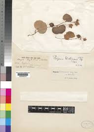 Image result for Begonia princeae