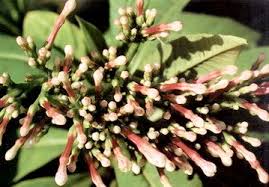 Image result for Sphaeranthus gazaensis