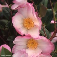 Camelia D Automne Versicolor Camellia Sasanqua Fleurs Blanches Arbuste Fleurs