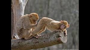 Znalezione obrazy dla zapytania Åmieszne obrazki z ukrytych kamer