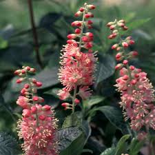 Image result for Dierama parviflorum