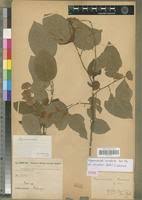 Image result for Euphorbia chevalieri