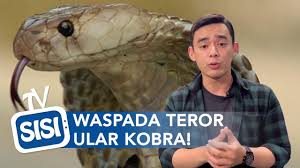 Maybe you would like to learn more about one of these? Puluhan Ular Kobra Ditemukan Di Permukiman Begini Cara Penanganannya Youtube