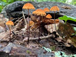 Image result for Marasmius siccus