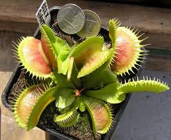 Check spelling or type a new query. Vft Shop The Venus Fly Trap Shop