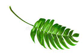 Creative backgrounds for different projects. Tropical Palm Leaf Isorated Top View Stock Image Image Of Background Climate 107594801