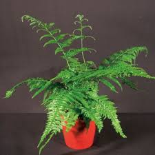 Image result for Microlepia