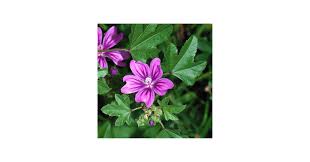 Image result for Malva