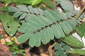 Image result for Cnestis