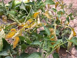 Image result for tomato seedling fusarium wilt