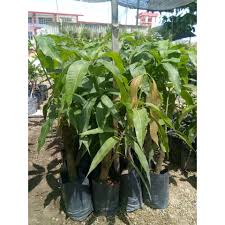 Mas madami pa nga ako nakuha eh, ang tataas kasi ng mga mangga. Buy Pokok Mangga Mas Hitam Hybrib Seetracker Malaysia