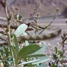 Image result for Tephrosia amoena