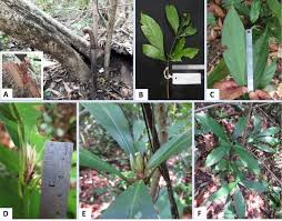 Image result for Actinodaphne