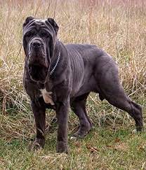 He was born 09 november 2017. Neo Mastiff Price Online Shopping